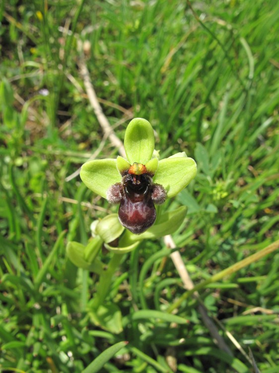 Ophrys bombyliflora